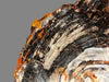 Petrified Wood - Auracarioxylon