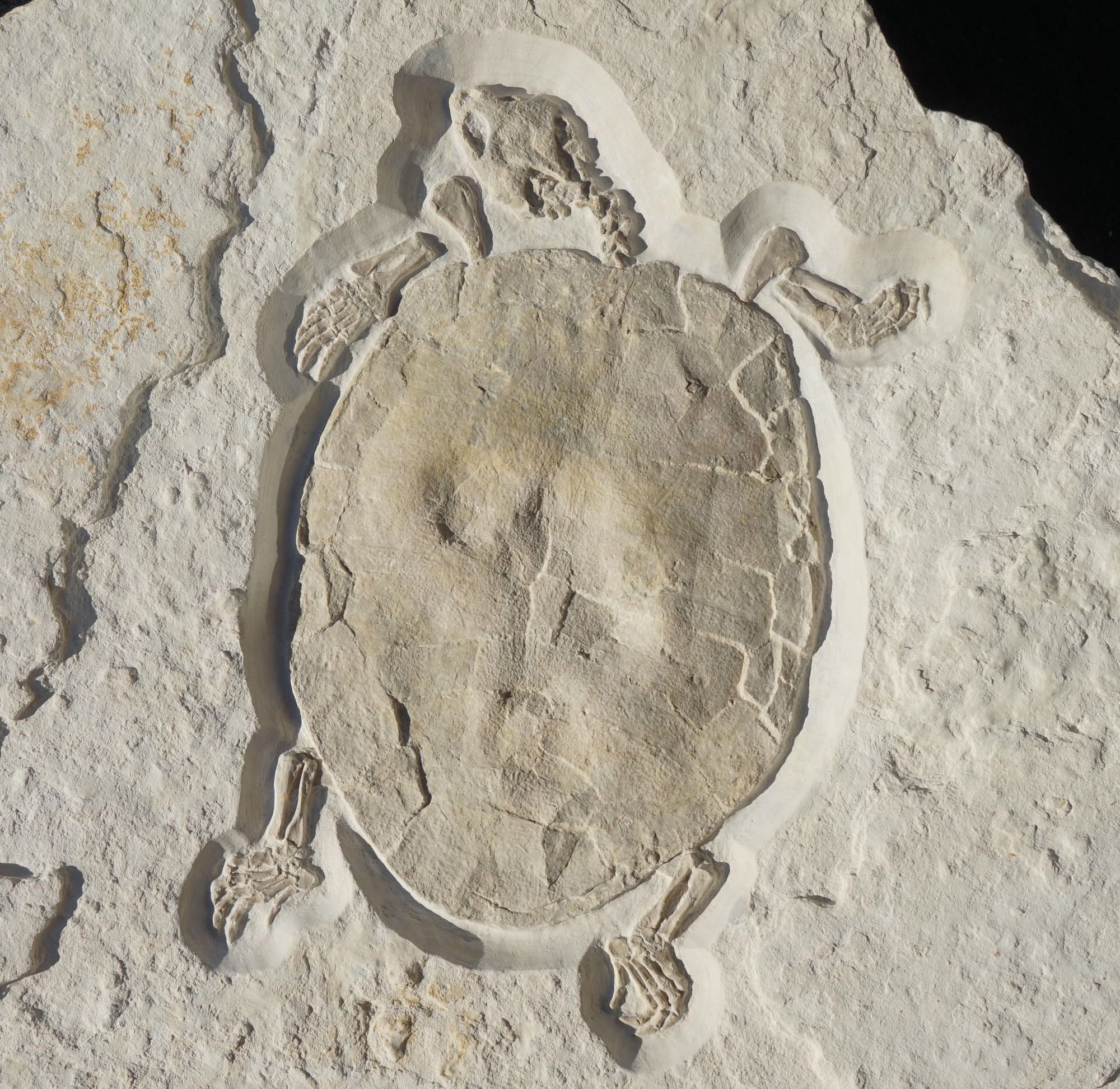 Giant Fossil Softshell Turtle For Sale Green River Formation Fossil Realm 