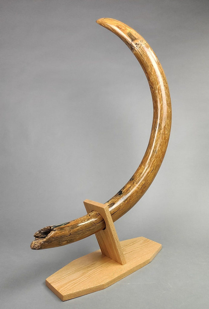 54-Inch Mammoth Tusk - Beautiful Specimen – Fossil Realm