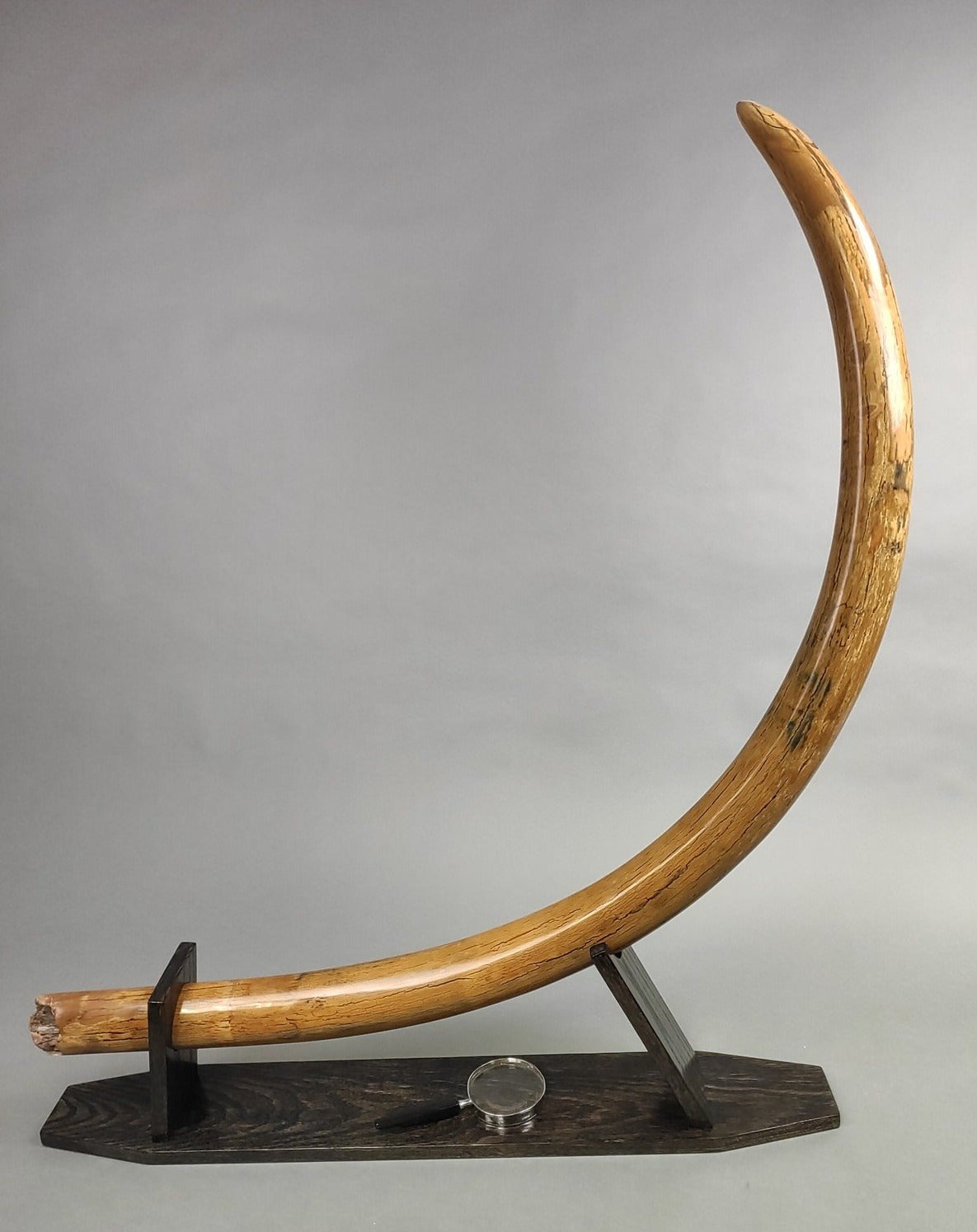 Huge Blue Mammoth Tusk For Sale - Alaska, 119 lbs. - Rare Vivianite ...