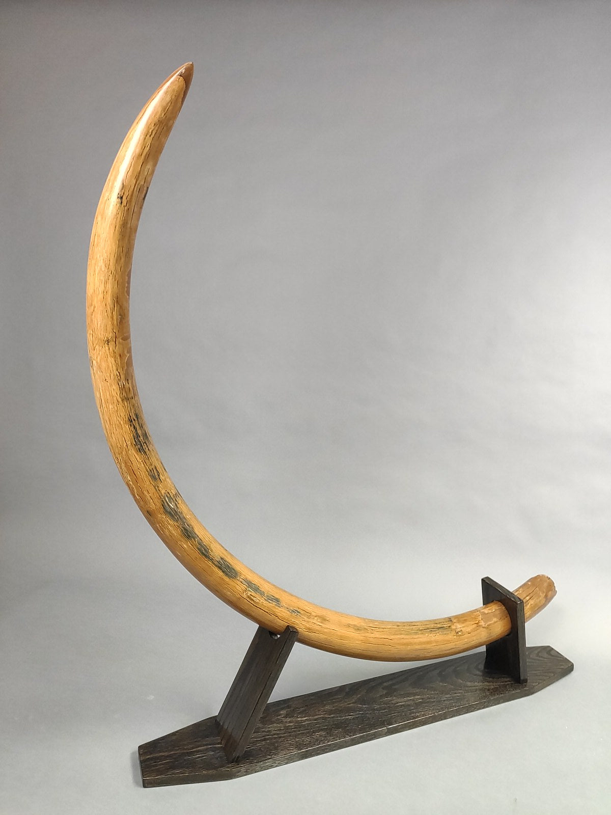 Mammoth Tusks for Sale – Fossil Realm