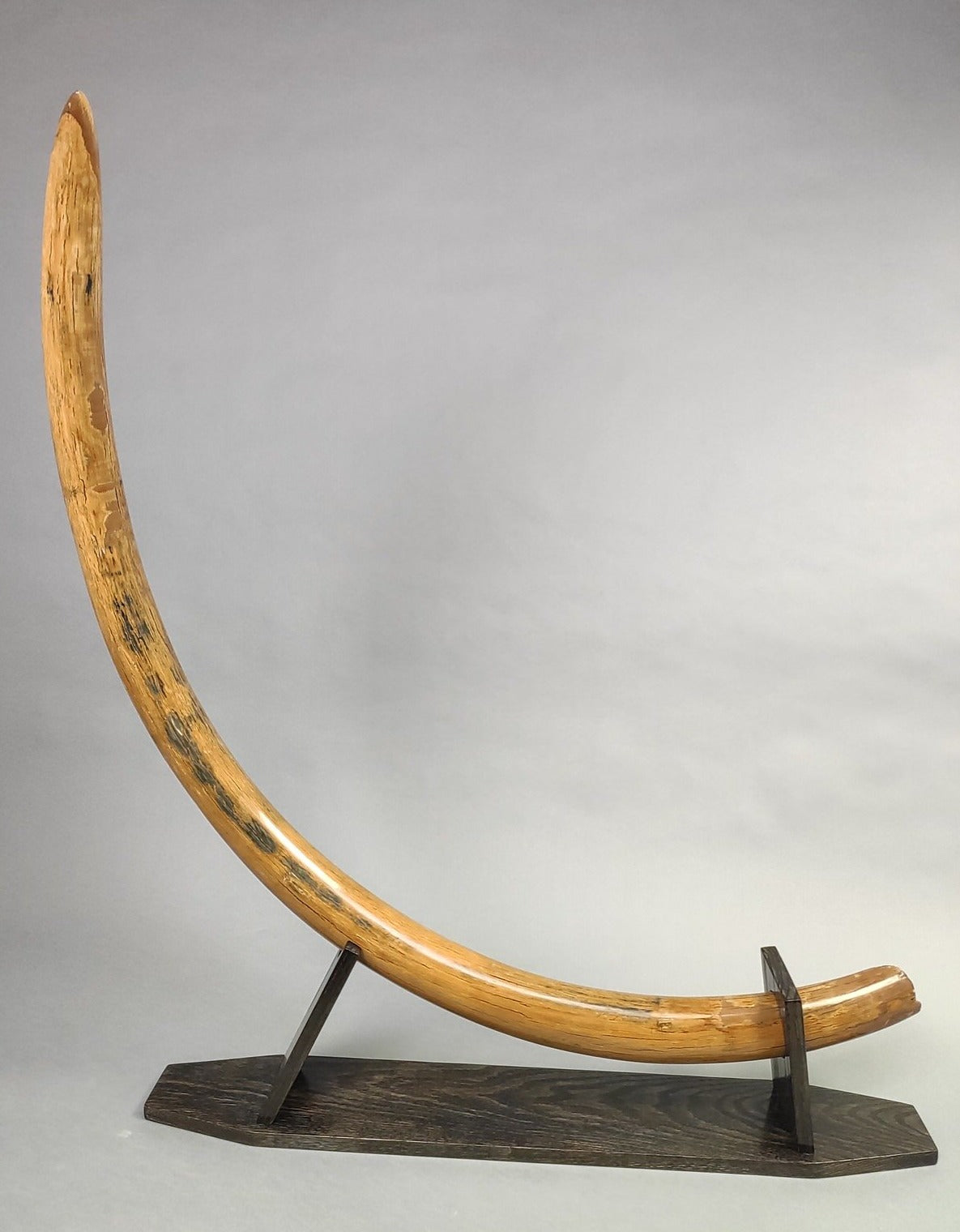 Huge Blue Mammoth Tusk For Sale - Alaska, 119 lbs. - Rare Vivianite ...