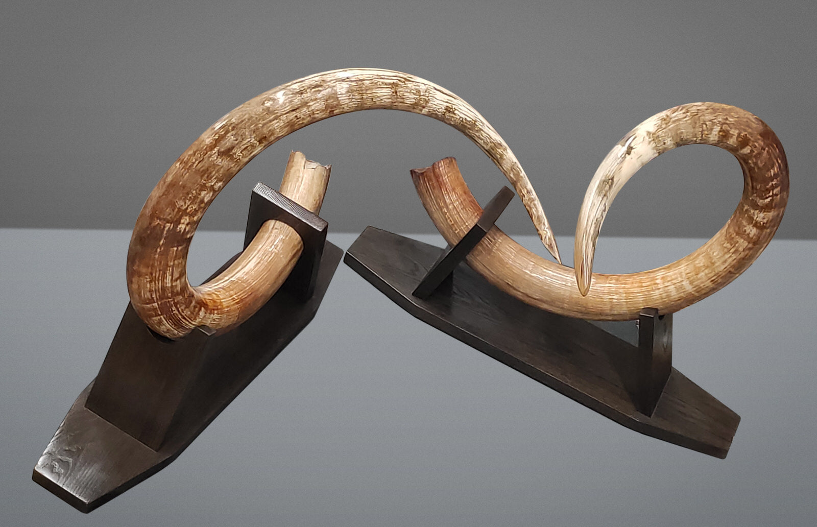 Large Mammoth Tusk Set for Sale – Fossil Realm