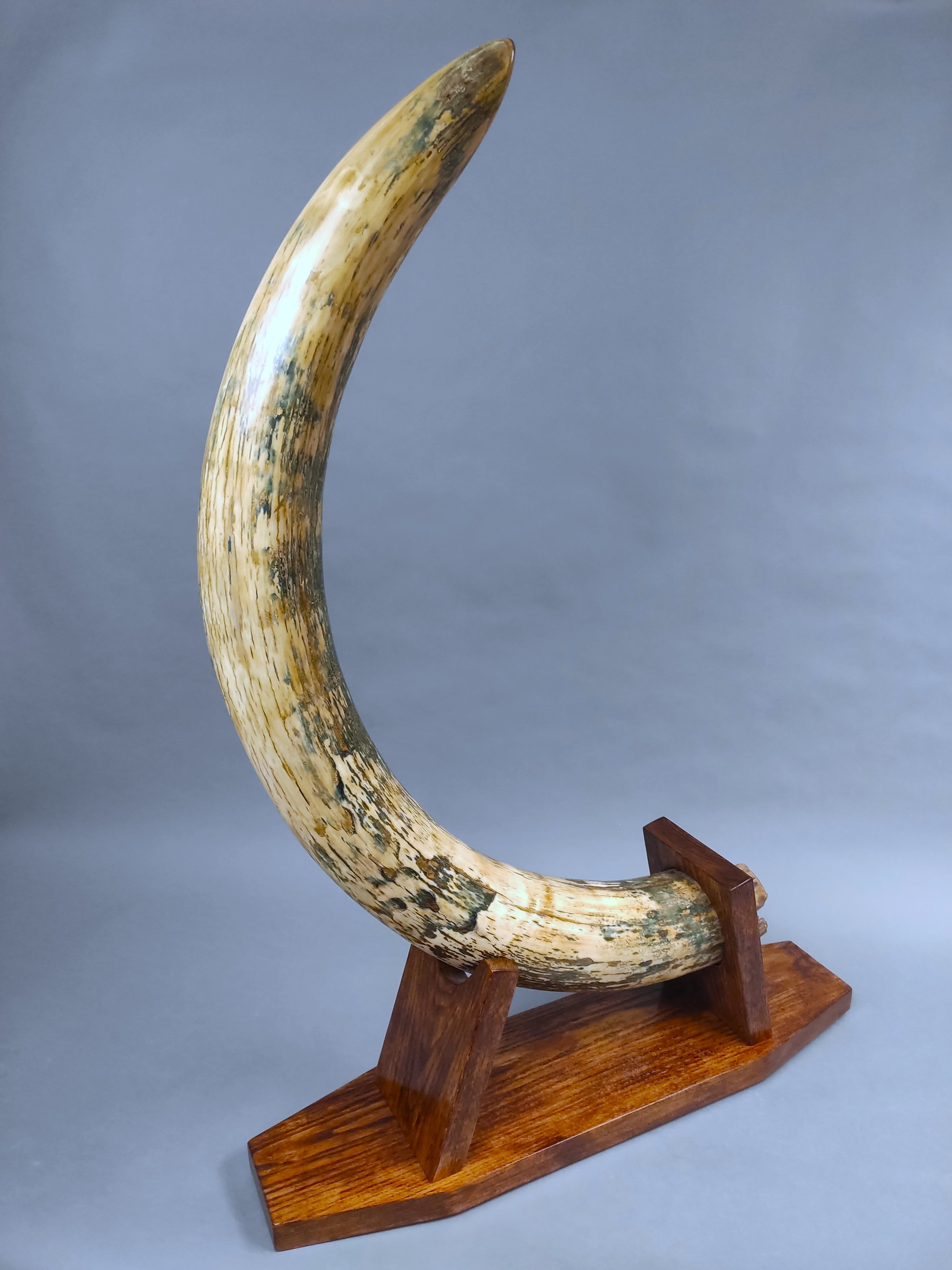 Mammoth Tusks for Sale – Fossil Realm