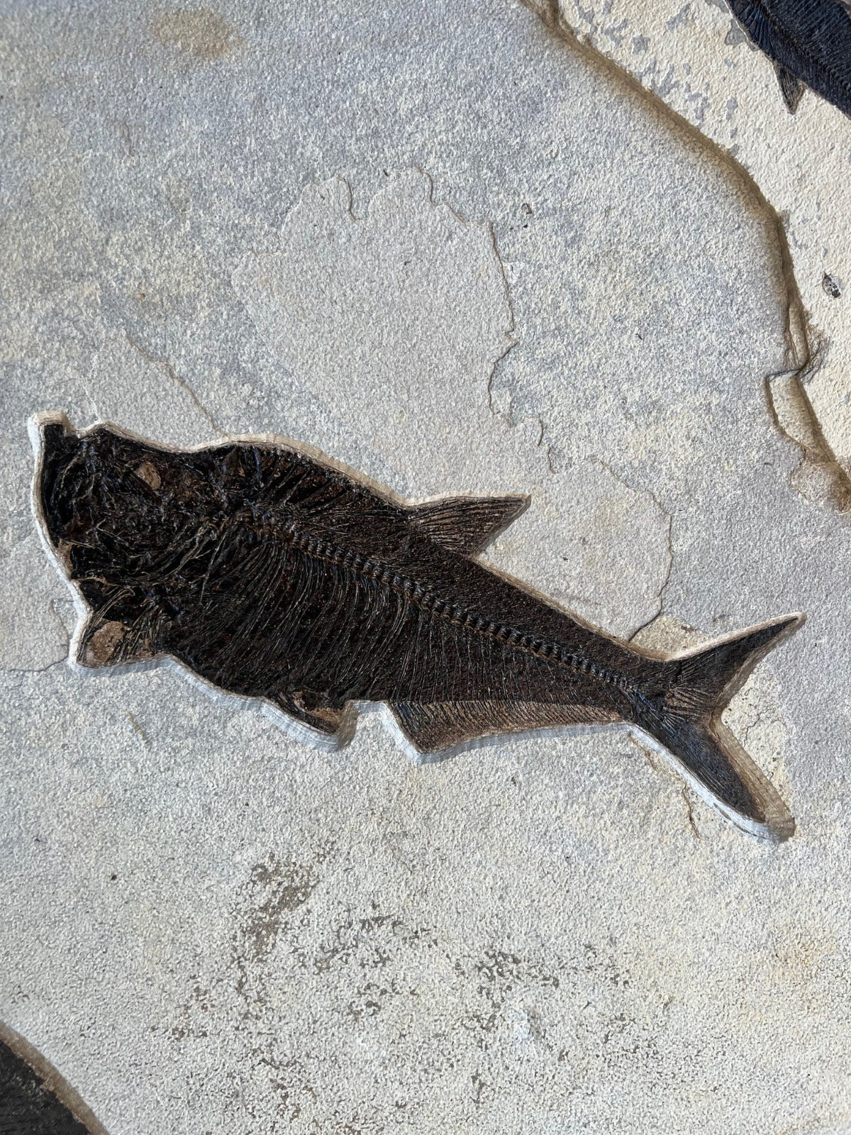 Fossil Fish Mural with large Phareodus – Fossil Realm