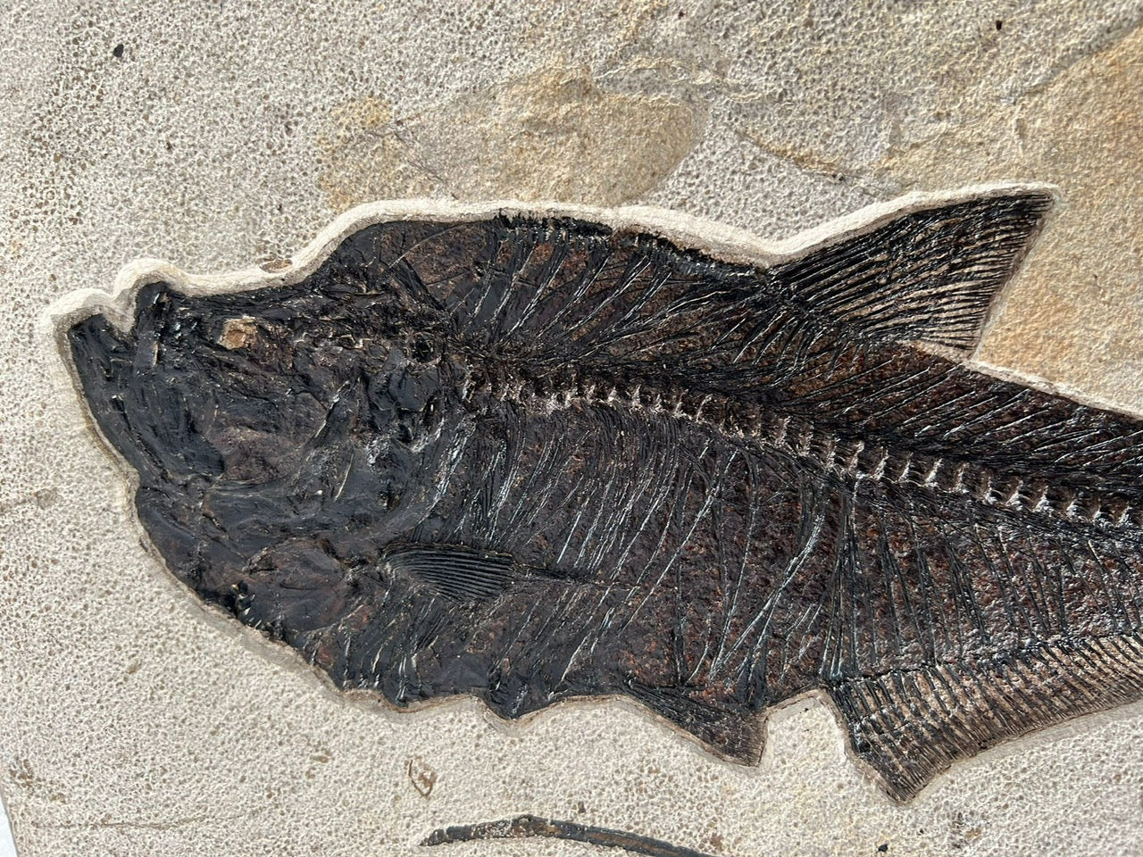 Fish Fossils for Sale: Beautiful Specimens | Fossil Realm