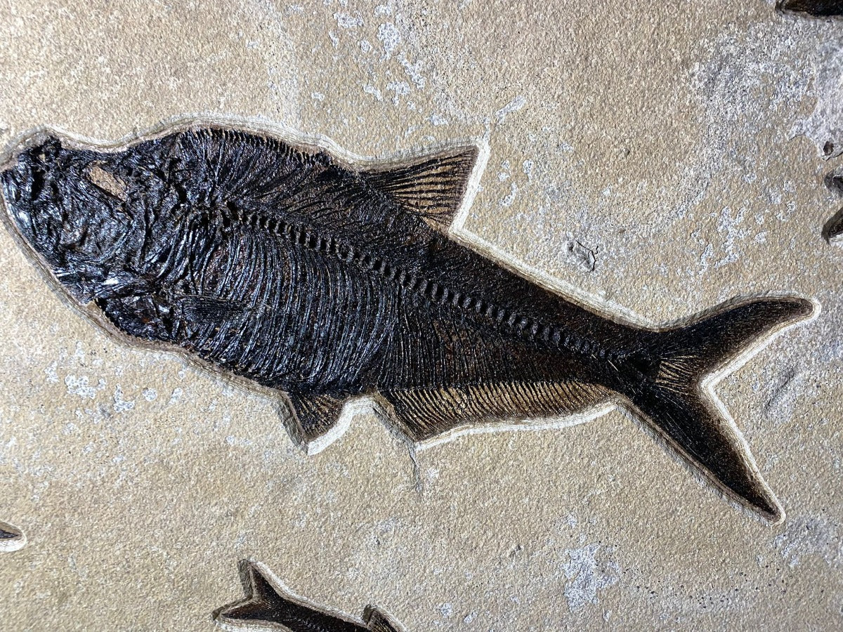 Fish Fossils for Sale: Beautiful Specimens | Fossil Realm