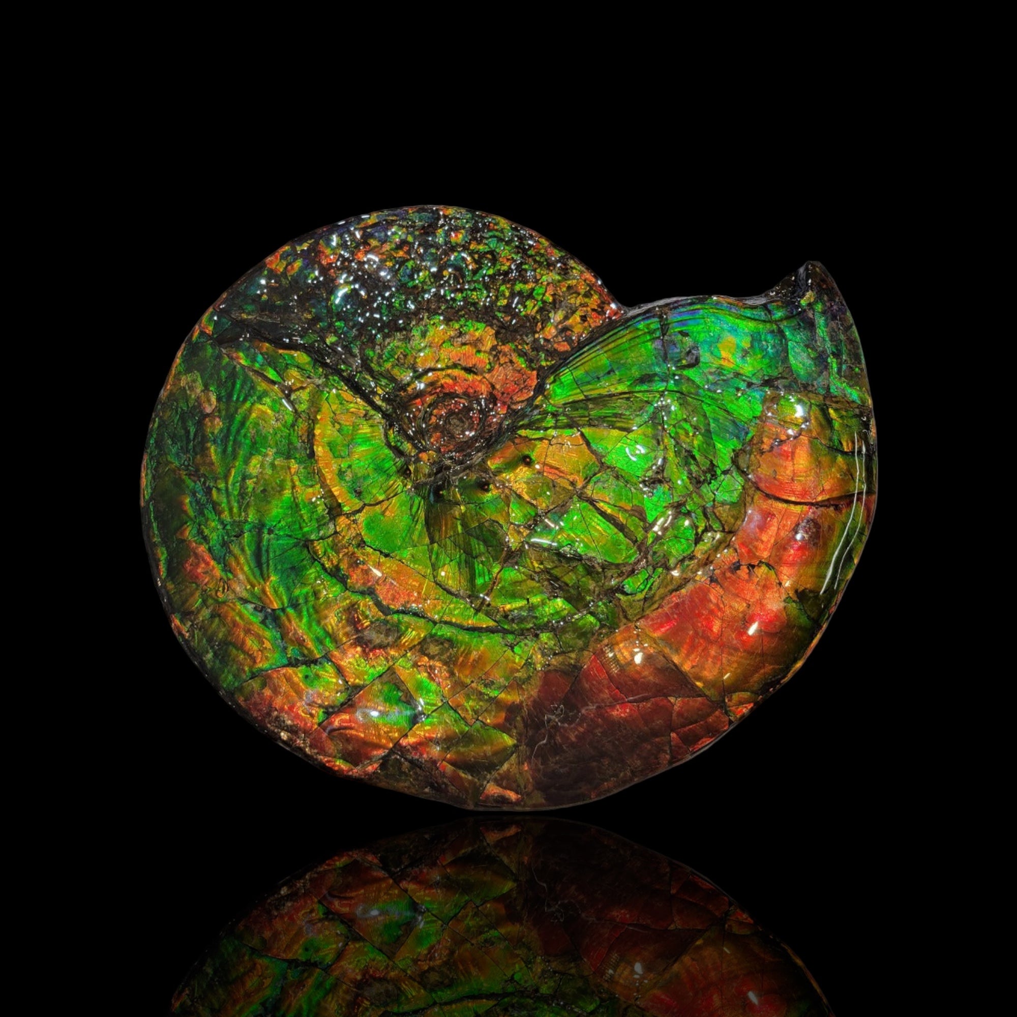 Ammonites for Sale: Superior Ammolite and More | Fossil Realm
